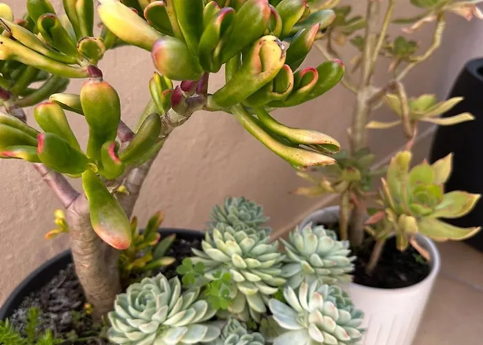 Casa Solaris Algarve